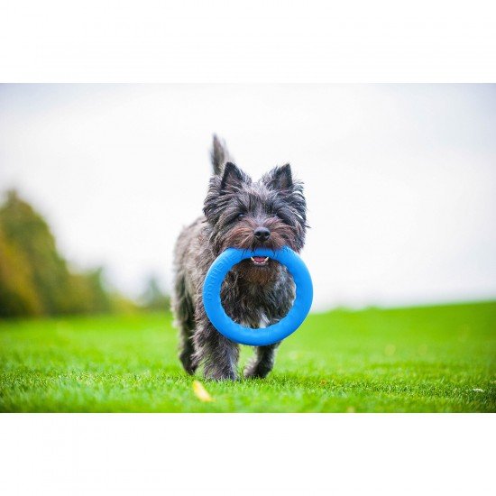 Ring for retrieving PitchDog Blue