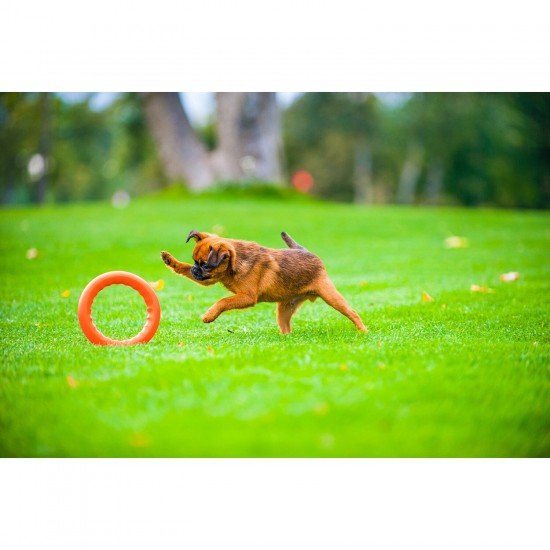 Ring for retrieving PitchDog Orange