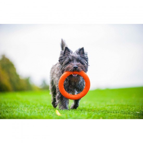 Ring for retrieving PitchDog Orange