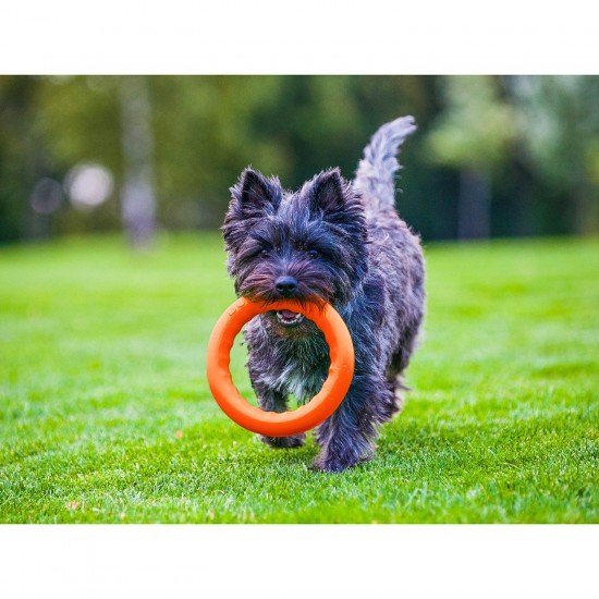 Ring for retrieving PitchDog Orange