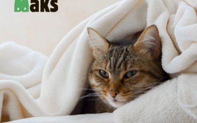 How to apologize to a cat after a stressful visit to the veterinarian or grooming.