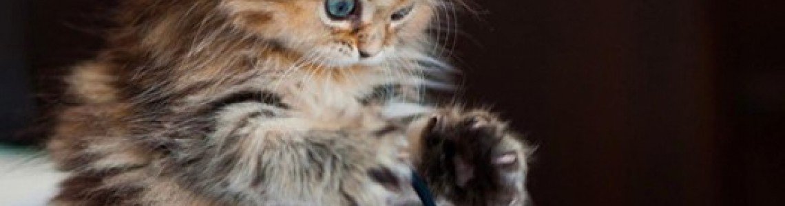 Which Cats Are the Most Peaceful: Top 10 Breeds?