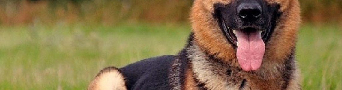 The German Shepherd: A Versatile and Loyal Canine Companion