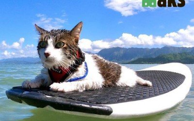 Capable Swimmers, but Fearful: Why Most Cats Dislike Water?