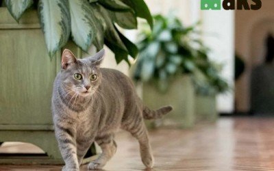 Protecting You and Your Home: How Cats Guard Their Territory