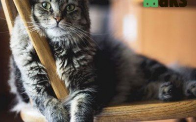 Why Cats Purr? Secrets of Their Communication