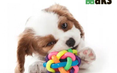 How to Choose the Right Toy for Your Dog? Tips and Recommendations!