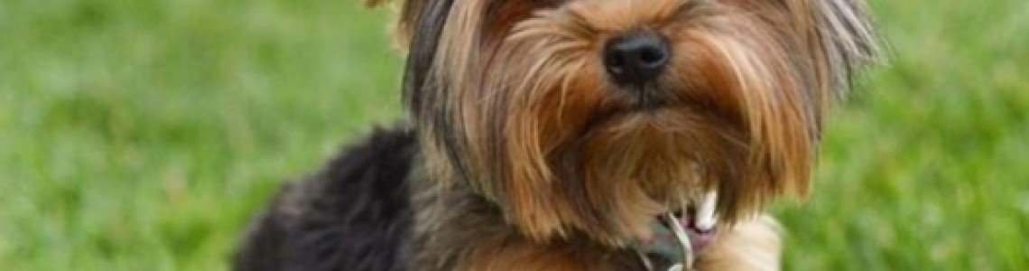 Unveiling the Secrets of the Yorkshire Terrier. 5 Interesting Facts