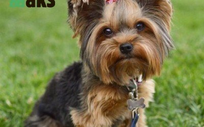 Unveiling the Secrets of the Yorkshire Terrier. 5 Interesting Facts