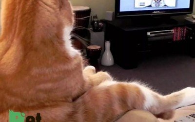 What Cats See When They Watch TV? Unraveling the Mystery!
