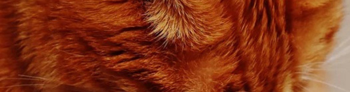 5 Things Your Cat Secretly Hates 5 Things Your Cat Secretly Hates