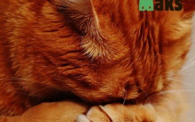 5 Things Your Cat Secretly Hates
