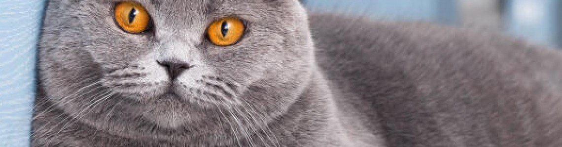 The British ShorthairCat: Elegance and Charm in Every Move The British ShorthairCat: Elegance and Charm in Every Move