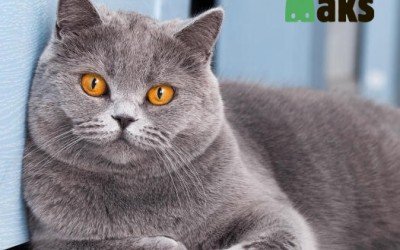 The British ShorthairCat: Elegance and Charm in Every Move