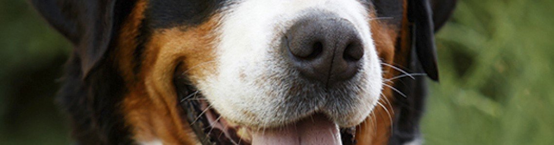 The Bernese Mountain Dog: A Gentle Giant