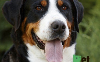 The Bernese Mountain Dog: A Gentle Giant