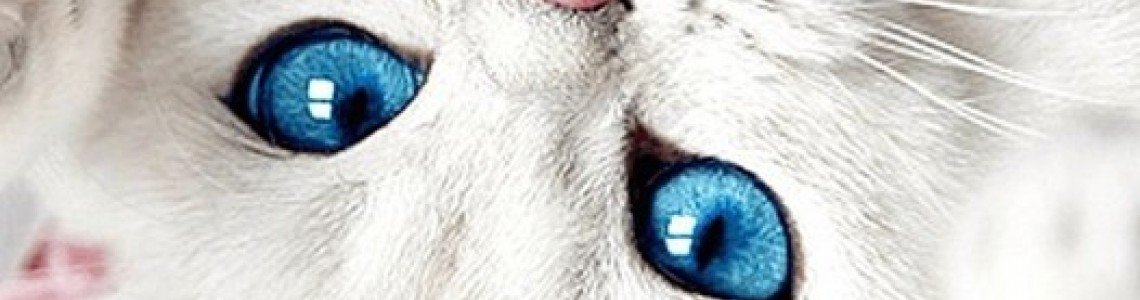 Top 5 Cat Breeds with Blue Eyes