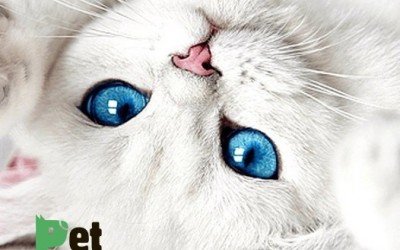 Top 5 Cat Breeds with Blue Eyes