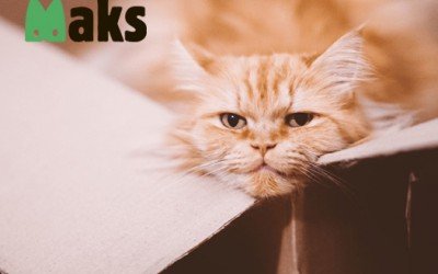 Your cat prefers a box more than any bed?