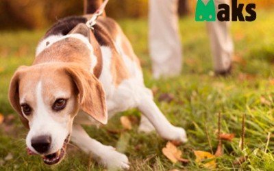 How to support your mischief-maker during the transitional season?