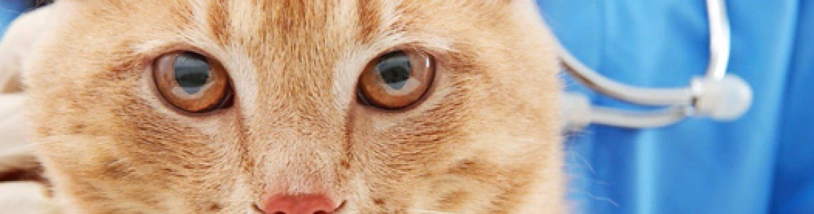 How to check your cat for the most common urinary tract disease among cats?