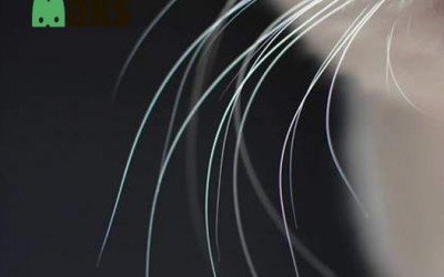 Five Facts About Cat Whiskers You Didn't Know