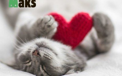 5 reasons why cats like to sleep on your bed