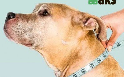 Choosing a Collar for Your Dog: Step by Step