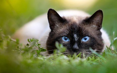 Why Should You Choose a Siamese Cat?